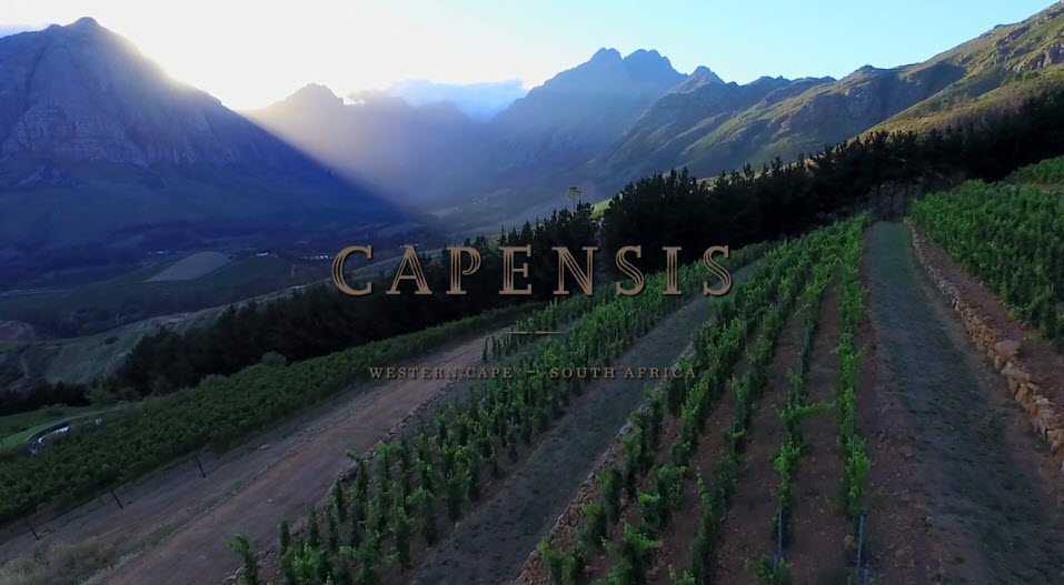 Capensis Logo against vineyards