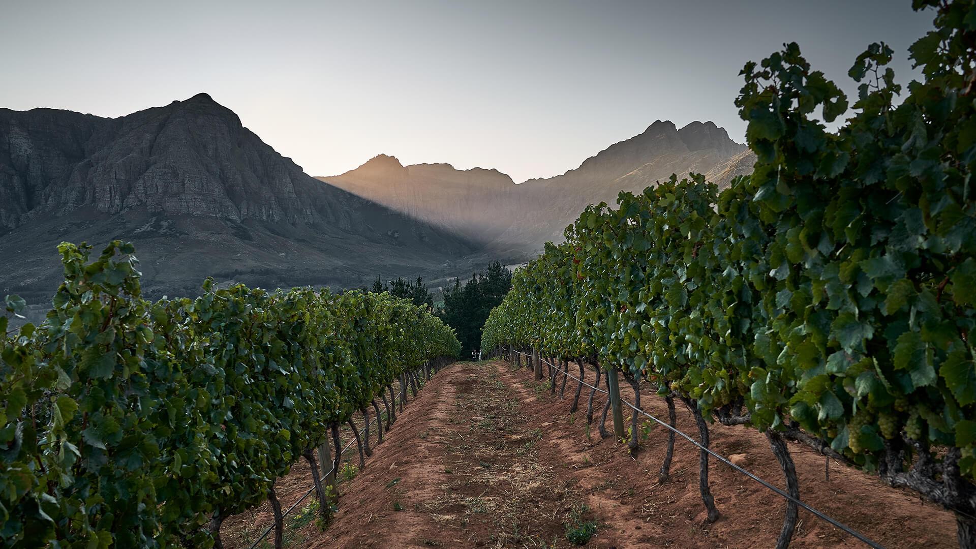 Vineyards of South Africa